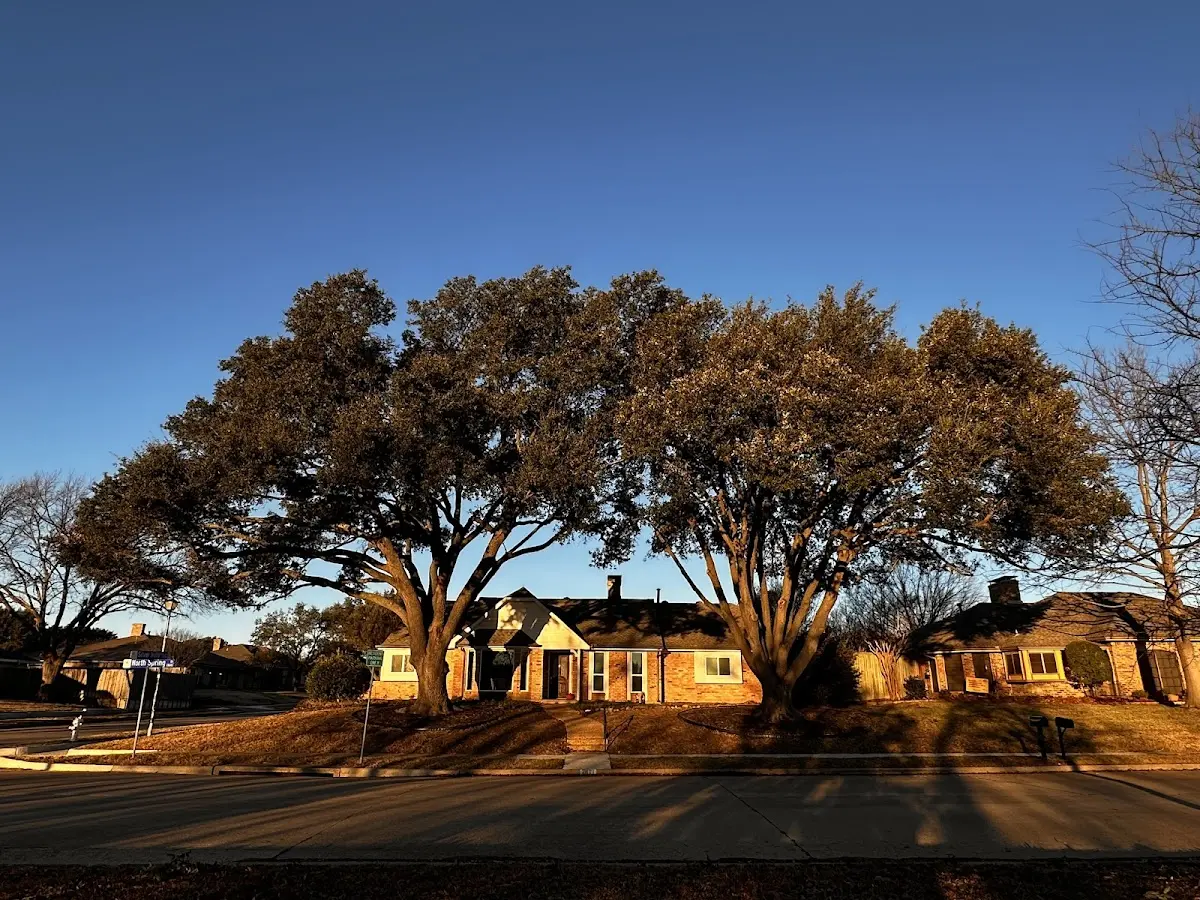 Established residential canopy tree shading a home in Lyons